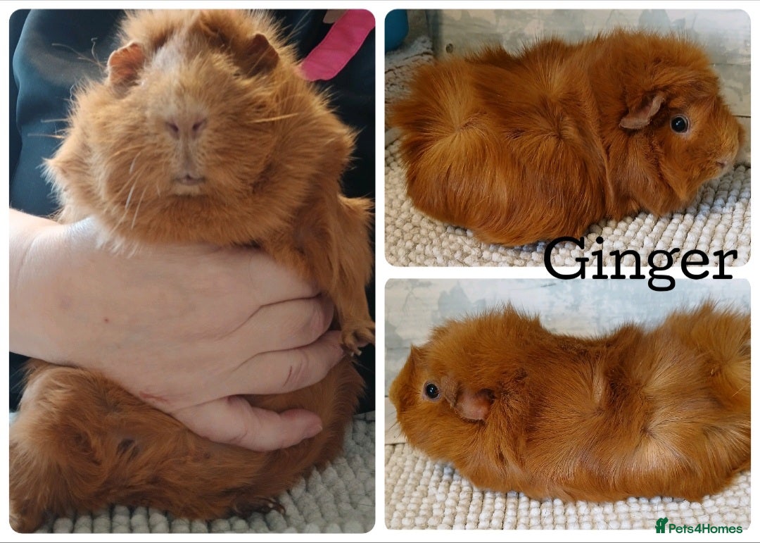 Guinea Pig rodents for sale: Guinea Pigs - Advert 1