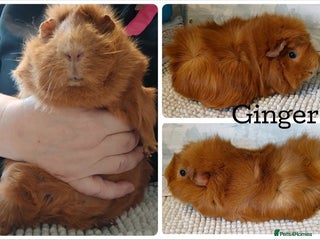 Guinea Pig rodents Guinea Pigs - Advert 1