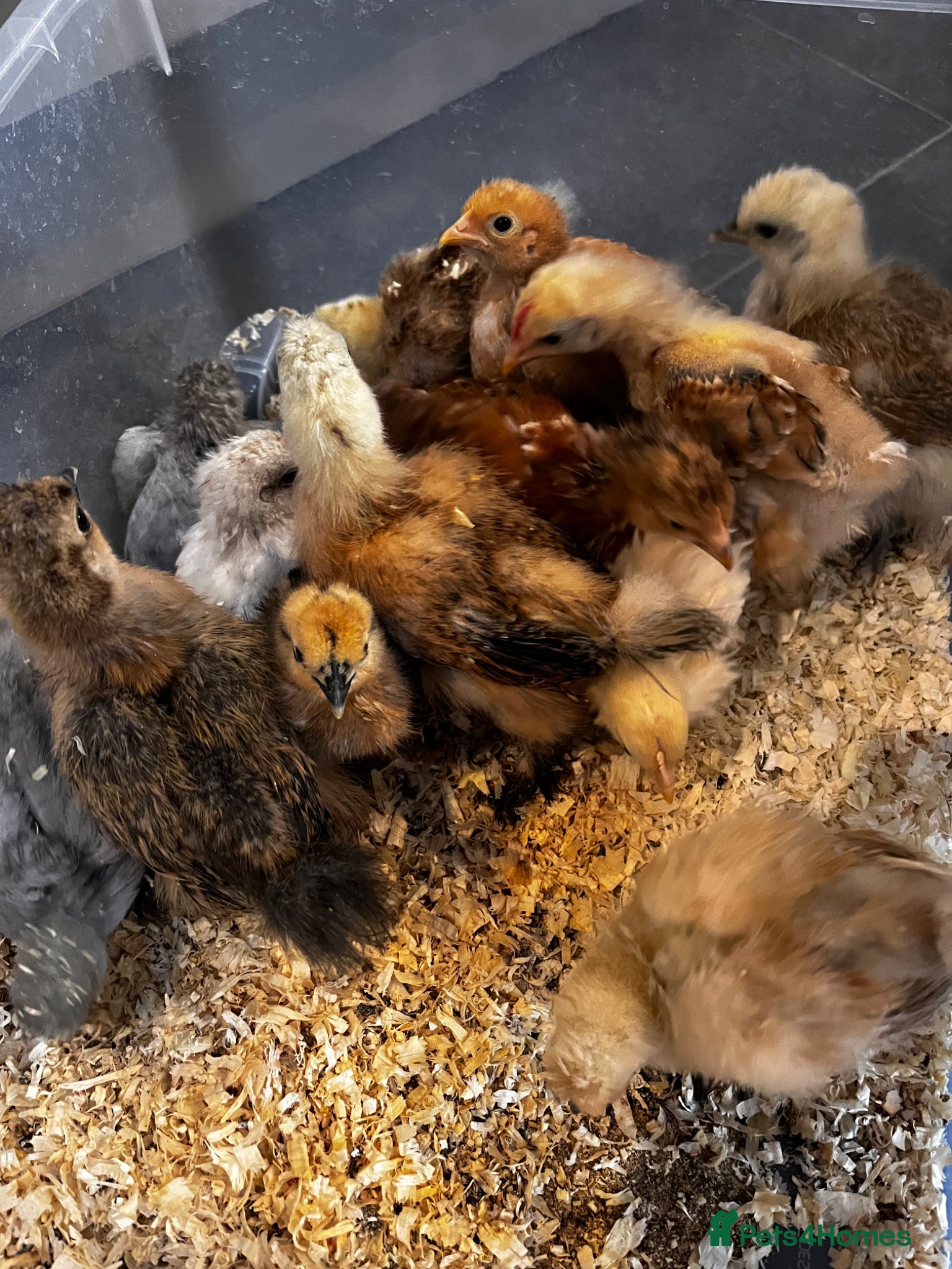 Chickens poultry 💕5 week old Silkie, Pekin and Sablepoot chicks 💕 - Advert 10