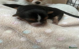 Mixed Breed dogs for sale: Jackawawa puppies 🐾💙1 boy left 💙🐾 - Image 7