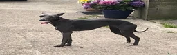 Whippet dogs for sale: Stunning Litter of KC Whippet Puppies - Advert 12