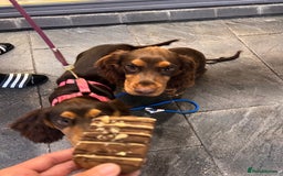 Cocker Spaniel dogs for stud: 🐾 Proven Stud - Healthy Working Cocker Spaniel 🐾 - Image 16