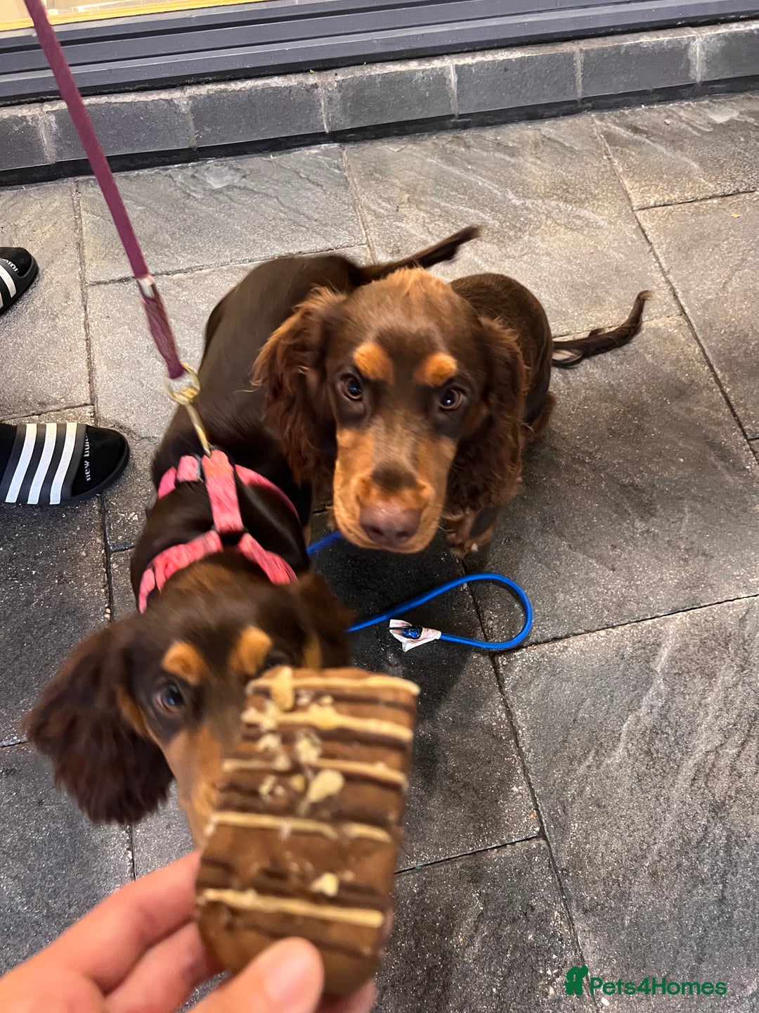 Cocker Spaniel dogs for stud: 🐾 Proven Stud - Healthy Working Cocker Spaniel 🐾 - Image 16