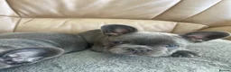 French Bulldog dogs for sale:  Adorable French Bulldog Puppies ❤️🐾 - Advert 13