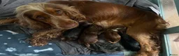 Cocker Spaniel dogs for sale: Gorgeous KC Reg Show Cocker Spaniels in Lancaster - Advert 4
