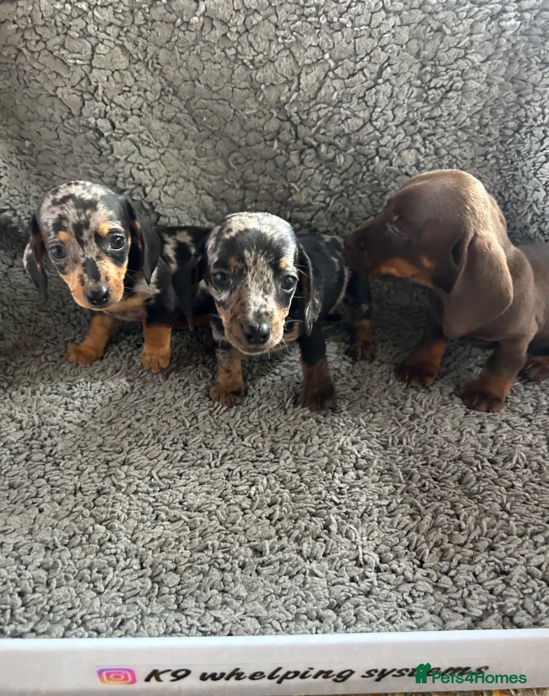 Dachshund dogs for sale: 2 gorgeous dappled and 1 brown Dachshund puppies  in Godalming - Advert 1