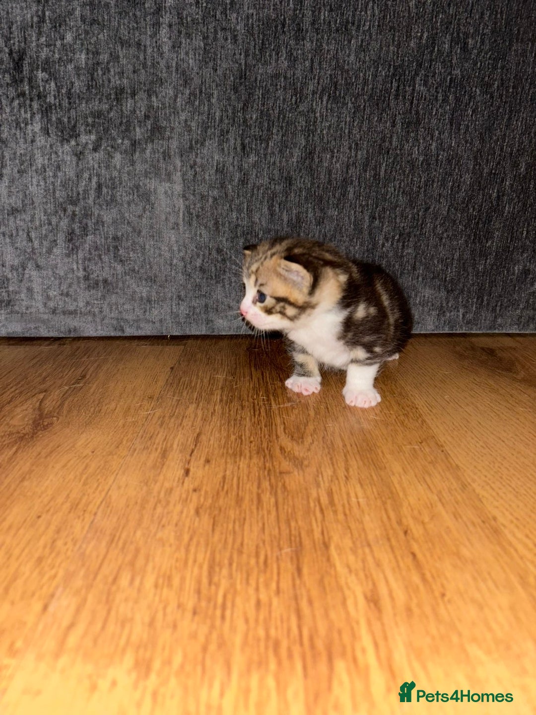 Mixed Breed cats for sale: 2 Grey (blue) and one darker tabby kittens  - Advert 7