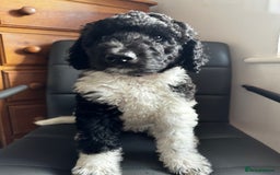 Mixed Breed dogs for sale: 🐾 St Beradoodle Puppies Health Tested Parents 🐾 in Sheerness - Image 7
