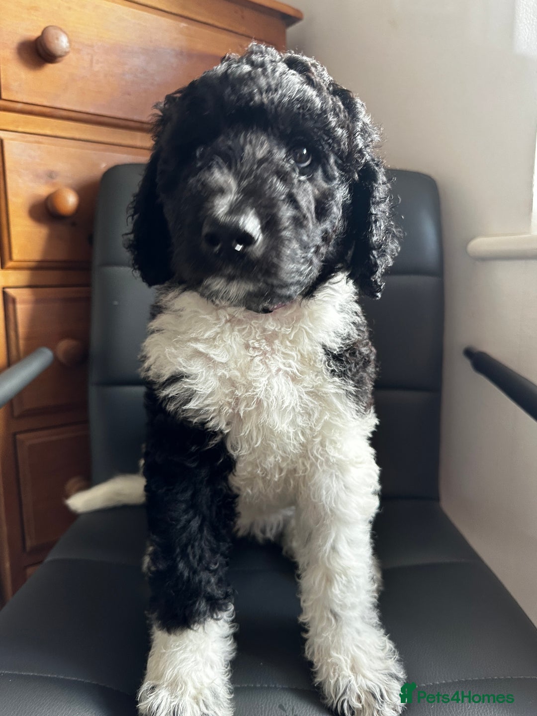 Mixed Breed dogs for sale: 🐾 St Beradoodle Puppies Health Tested Parents 🐾 in Sheerness - Image 7