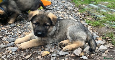 German Shepherd dogs - Advert 7