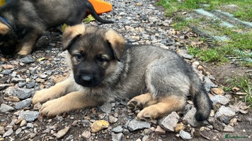 German Shepherd dogs - Advert 7