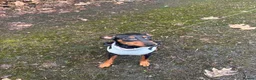 Miniature Pinscher dogs for sale: Rehoming this beautiful girl  - Advert 4