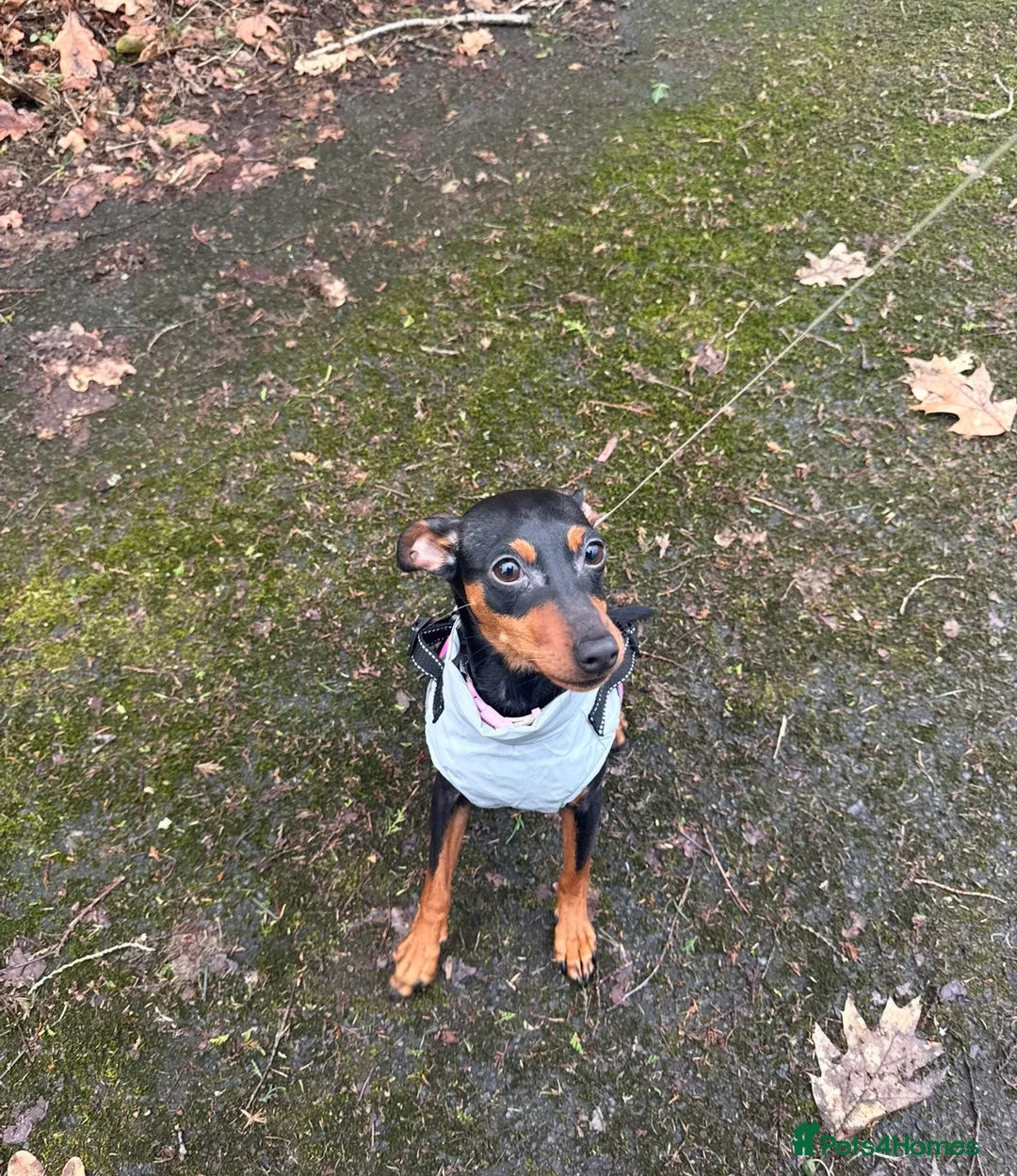 Miniature Pinscher dogs for sale: Rehoming this beautiful girl  - Advert 4
