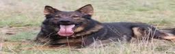 German Shepherd dogs for sale: KC REG GERMAN SHEPHERD PUPPIES FOR SALE  - Advert 4