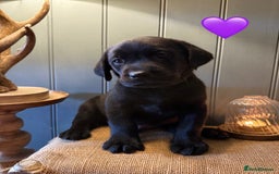 Labrador Retriever dogs for sale: LABS OUTSTANDING HEALTH STATUS- 283 DNA - Image 1