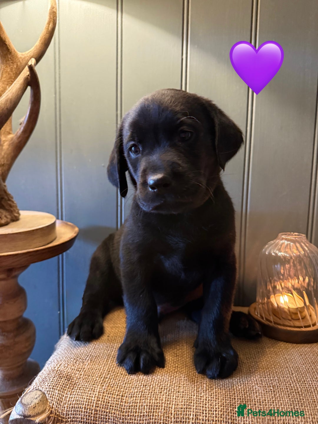 Labrador Retriever dogs for sale: LABS OUTSTANDING HEALTH STATUS- 283 DNA - Image 1