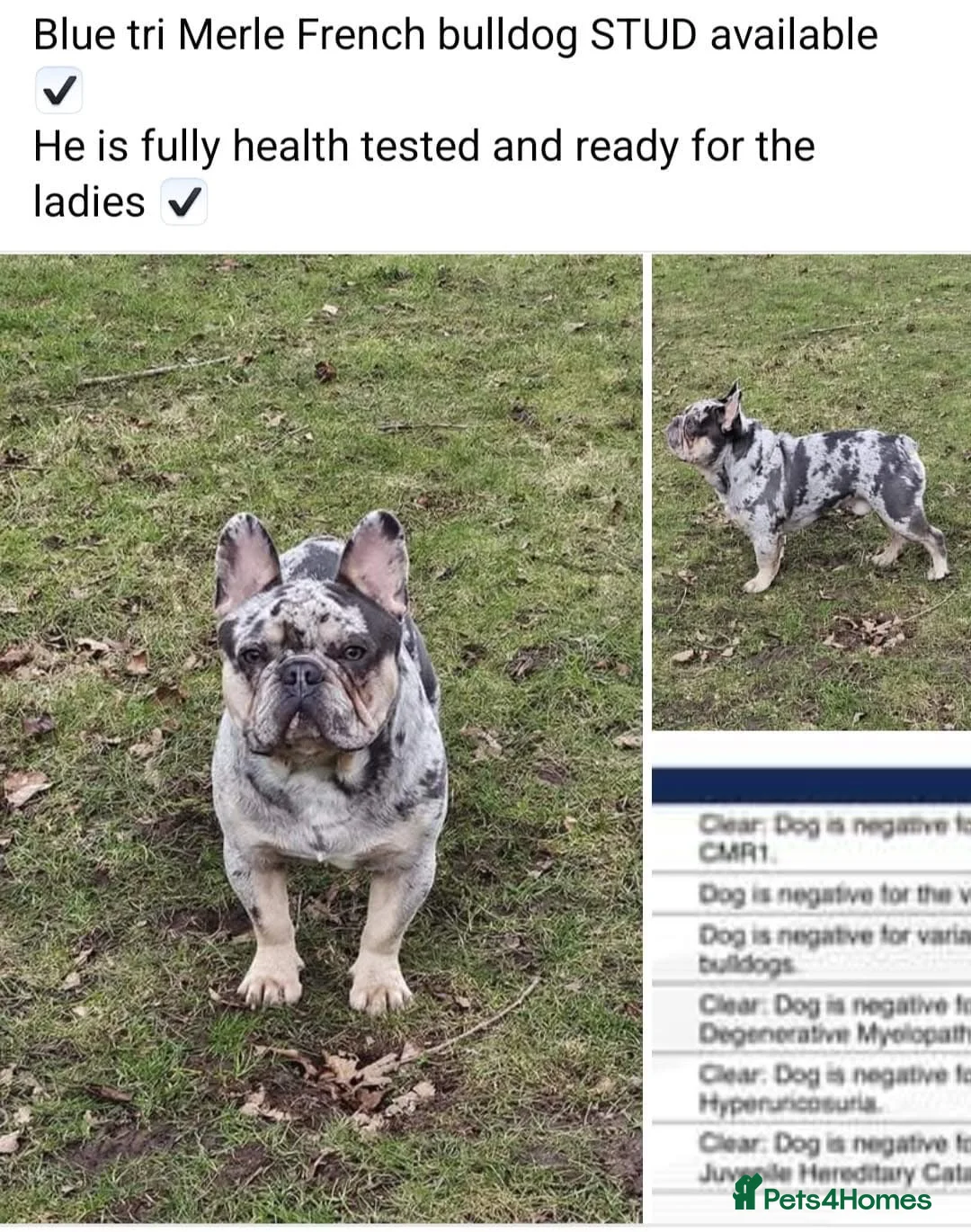 French Bulldog dogs for stud: Stunning blue merle 2year old stud - PROVEN in Lichfield - Advert 2