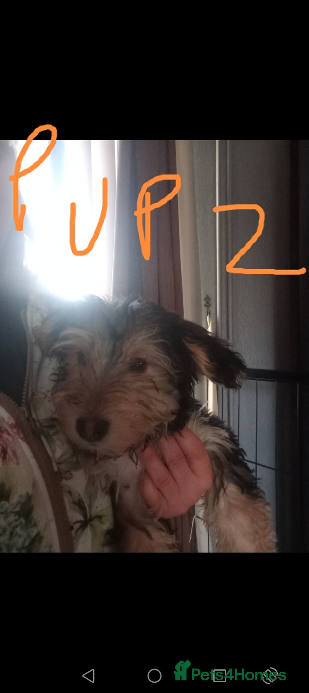 Mixed Breed dogs for sale: 3 Cockapoo x Jack Russell DNA clr Mum - Advert 4