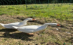 Geese poultry for sale: Pure Embden Goslings - Image 2