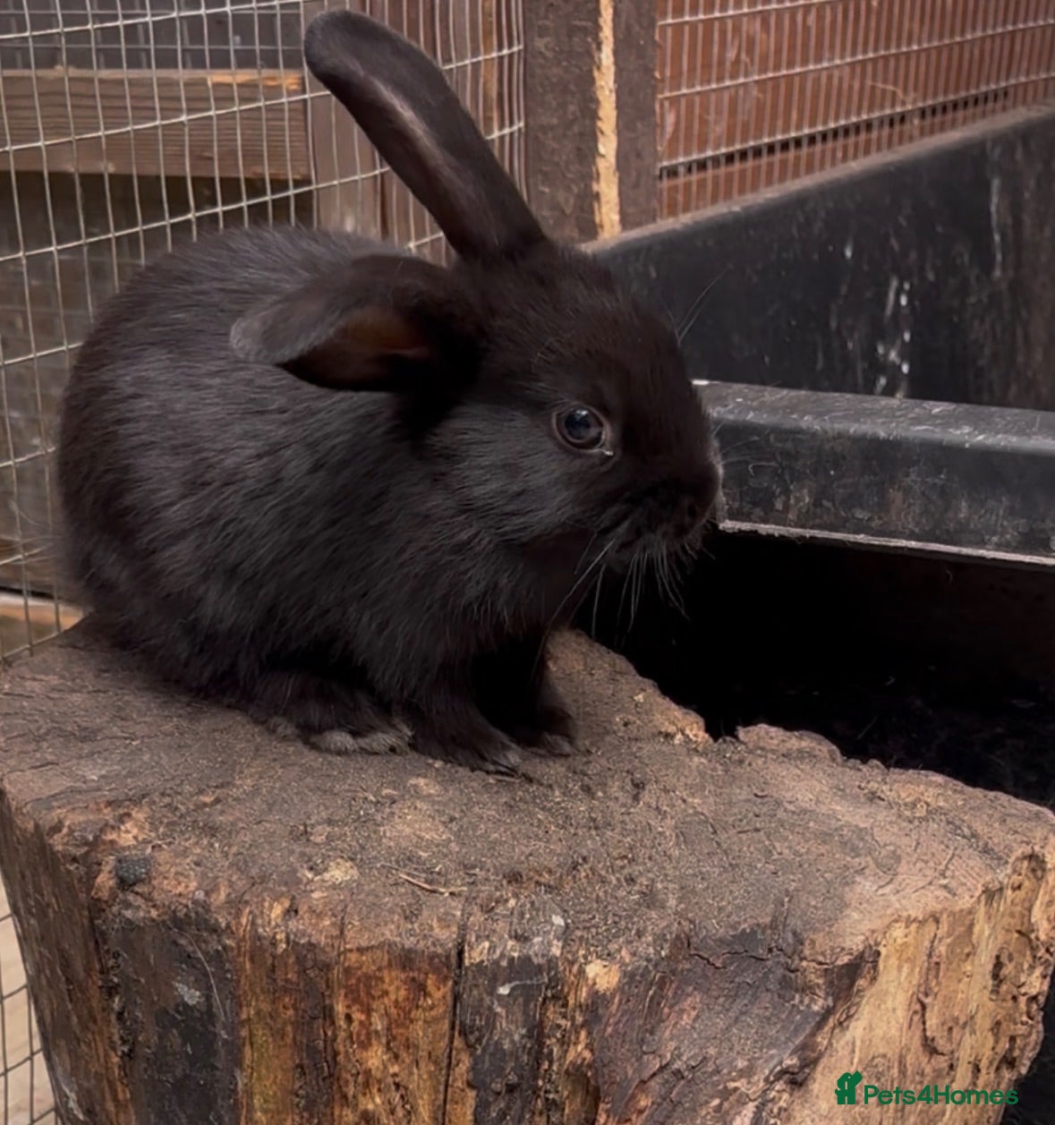 Mini Lop rabbits Mini lops - Advert 15