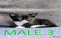Mixed Breed cats for sale: Siamese Mum x Black and White kittens - Image 5