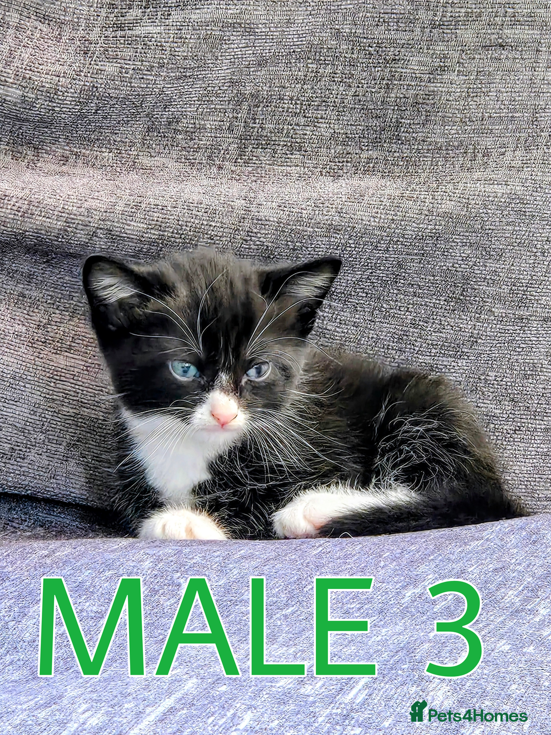 Mixed Breed cats for sale: Siamese Mum x Black and White kittens - Image 5
