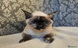 Devon Rex cats for sale: Two wonderful girls - Image 1