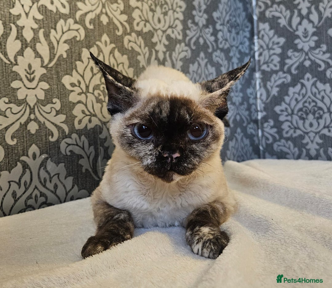 Devon Rex cats for sale: Two wonderful girls - Image 1