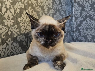 Devon Rex cats - Advert 16