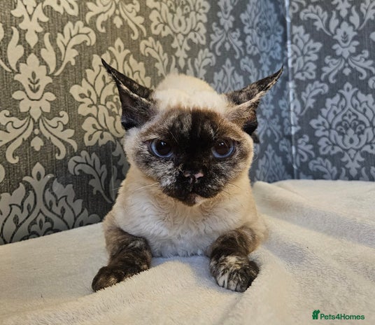 Devon Rex cats - Advert 1