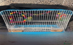 Budgerigars birds for sale: Budgies - Image 1