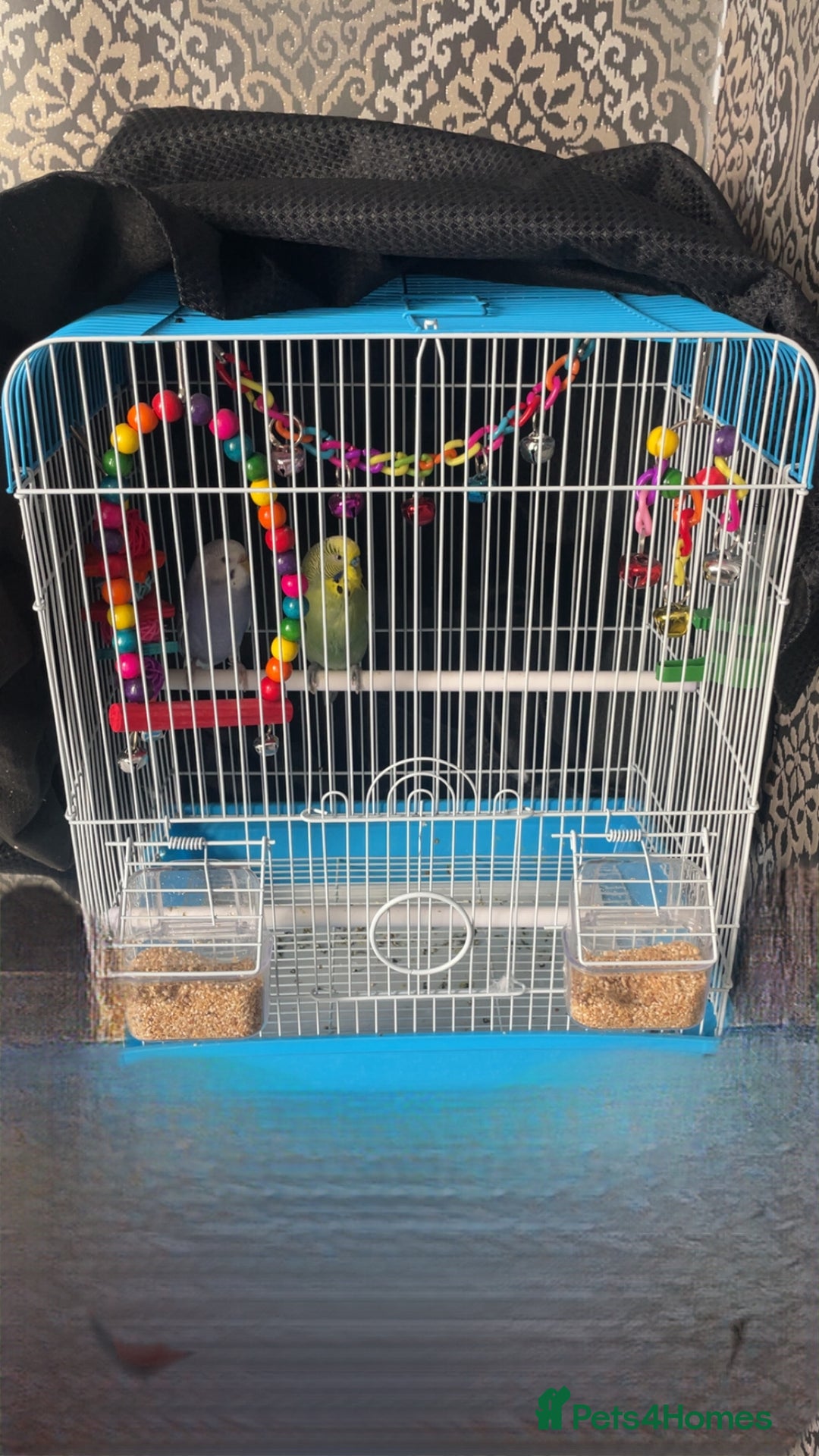 Budgerigars birds for sale: Budgies - Image 1