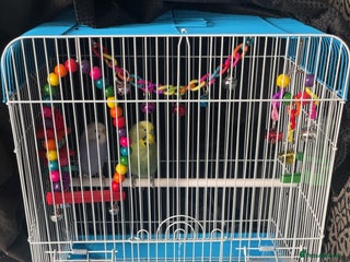 Budgerigars birds - Advert 15