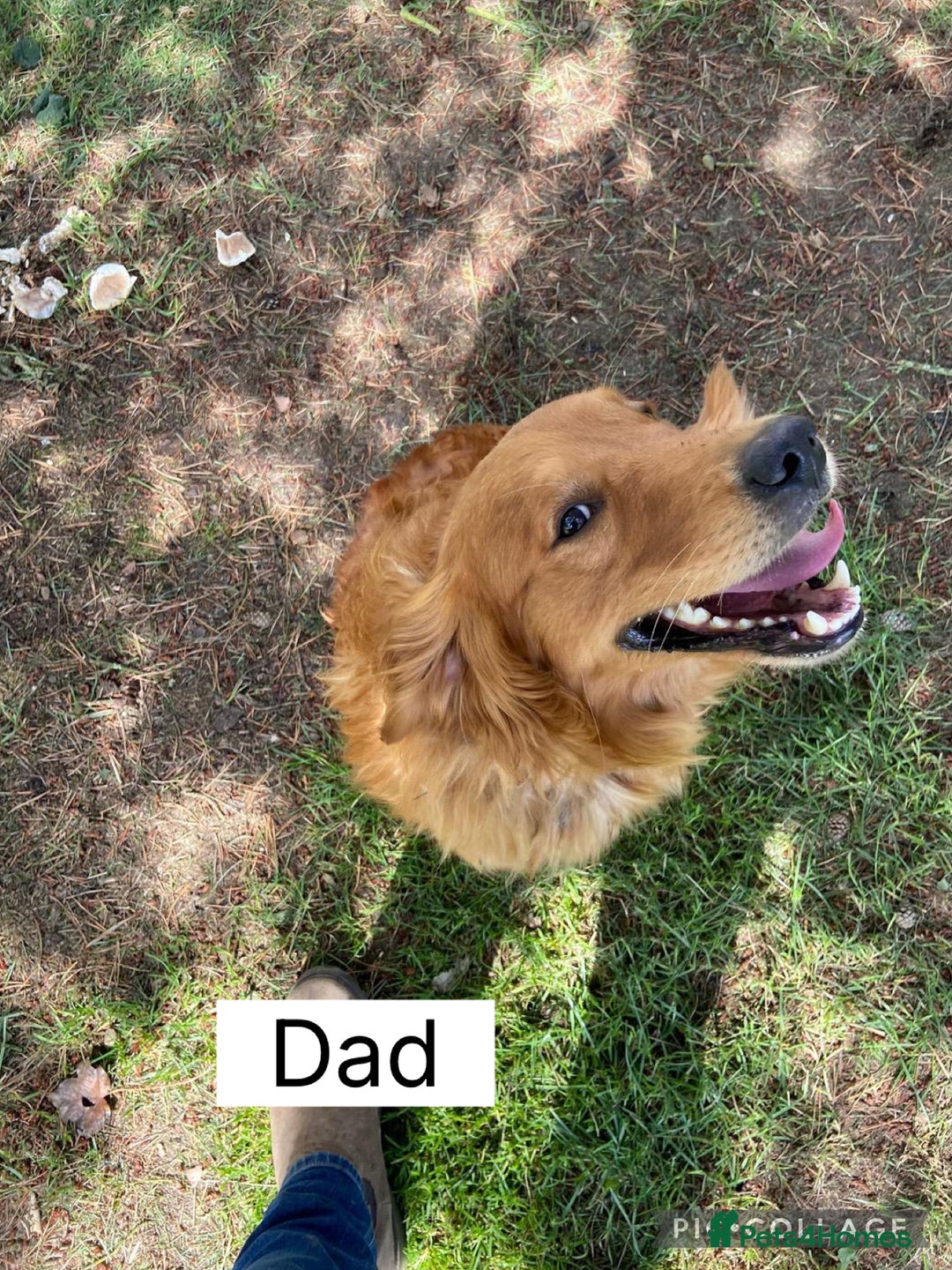 Golden Retriever dogs for sale: Adorable golden retriever puppies  - Advert 23