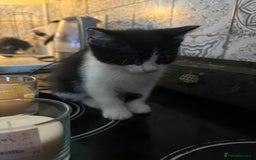 Mixed Breed cats for sale: Kittens  - Image 3
