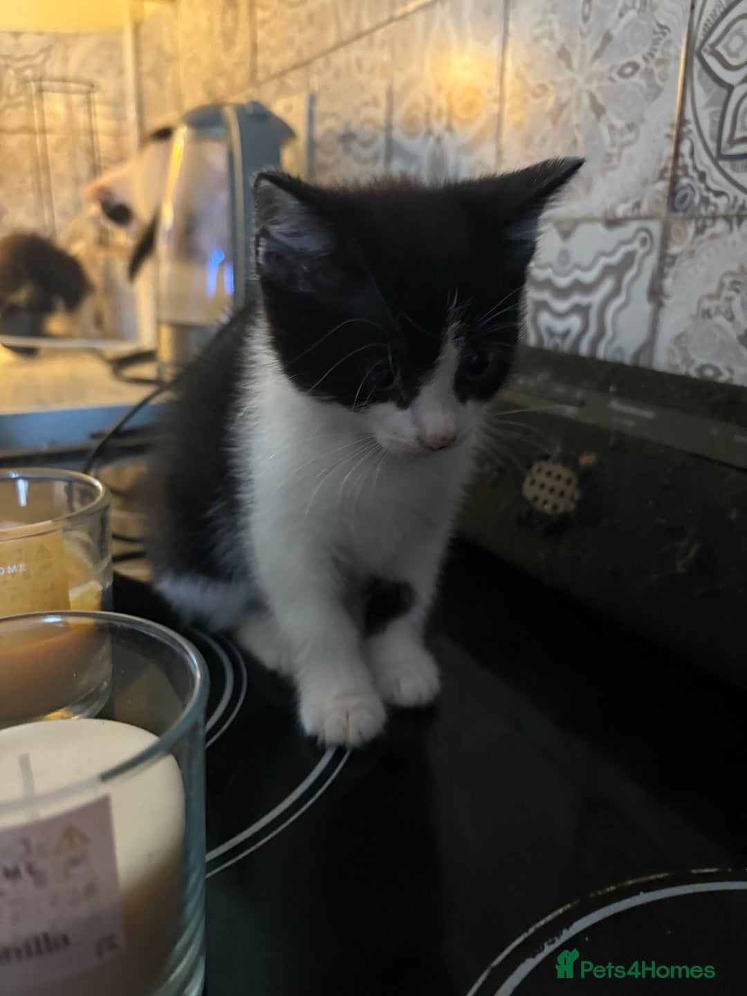Mixed Breed cats for sale: Kittens  - Image 3