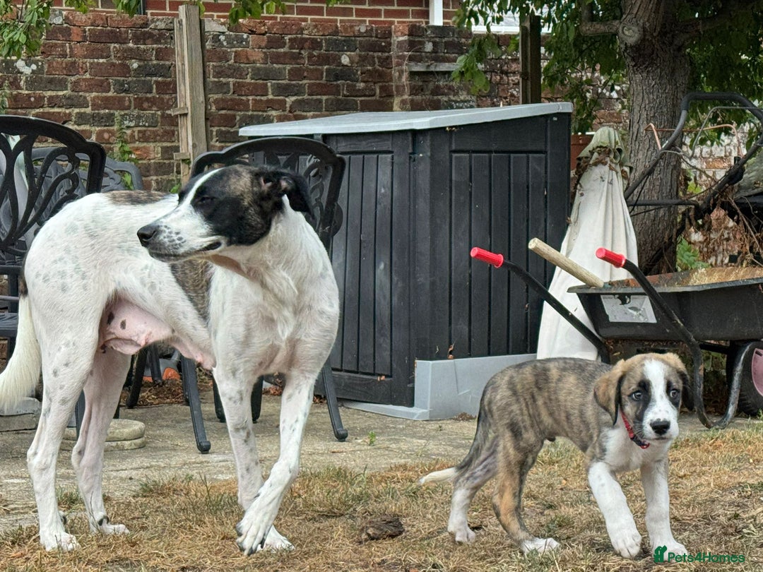 Mixed Breed dogs for adoption: Forest Gumps Litter - Image 17