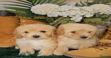 Maltipoo dogs - Advert 13