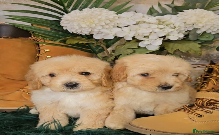 Maltipoo dogs - Advert 6