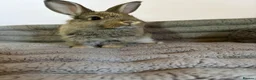 French Lop rabbits for sale: 5 baby rabbits ready to go now - Advert 8