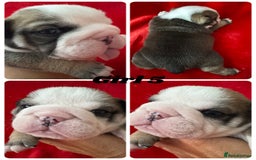 English Bulldog dogs for sale: KC Registered English Bulldog Puppies - Image 13
