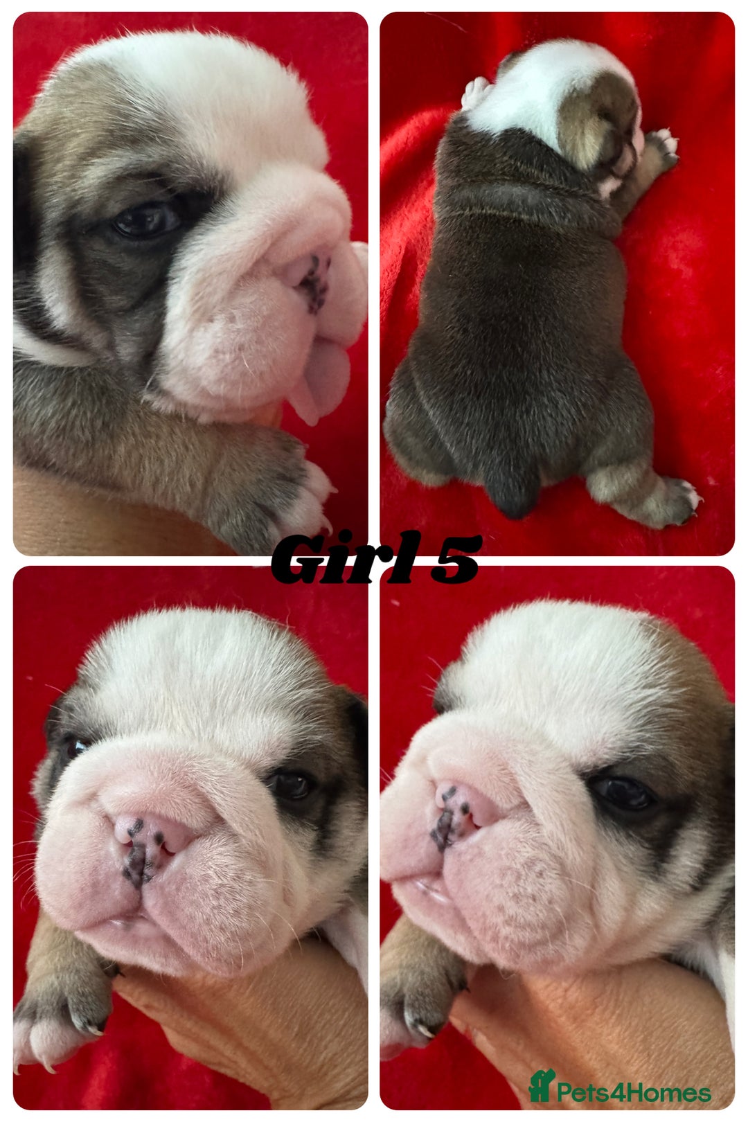 English Bulldog dogs for sale: KC Registered English Bulldog Puppies - Image 13