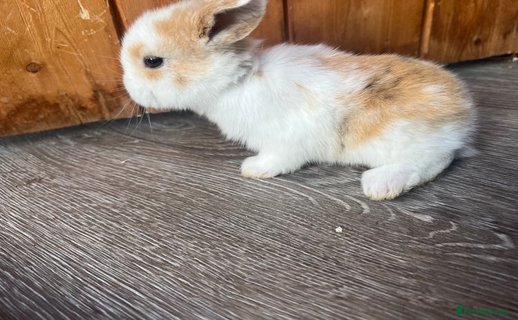 Mini Lop rabbits - Advert 8