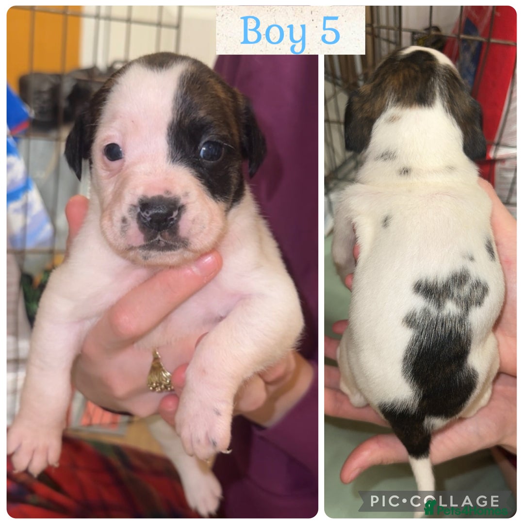 Staffordshire Bull Terrier dogs for sale: 6 staffy x pups  - Advert 9