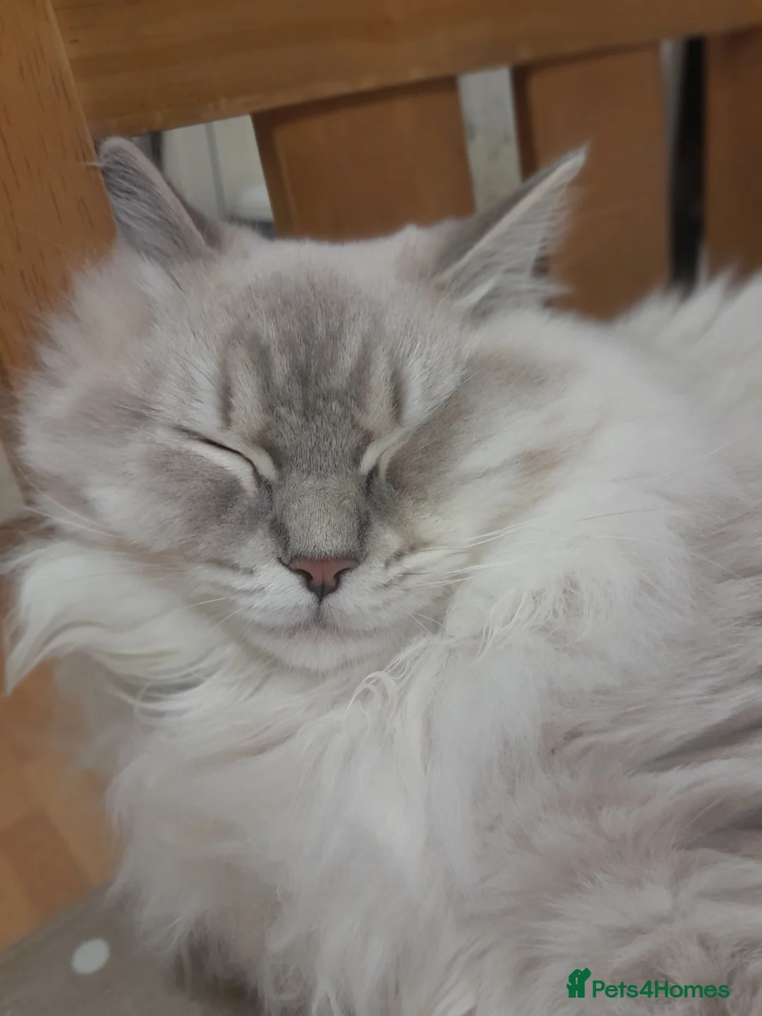 Ragdoll cats for sale: Lilac lynx ragdoll boy - Advert 4