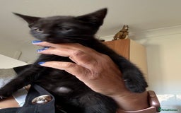 Mixed Breed cats for sale: Kittens ready to leave ferndown area - Image 2