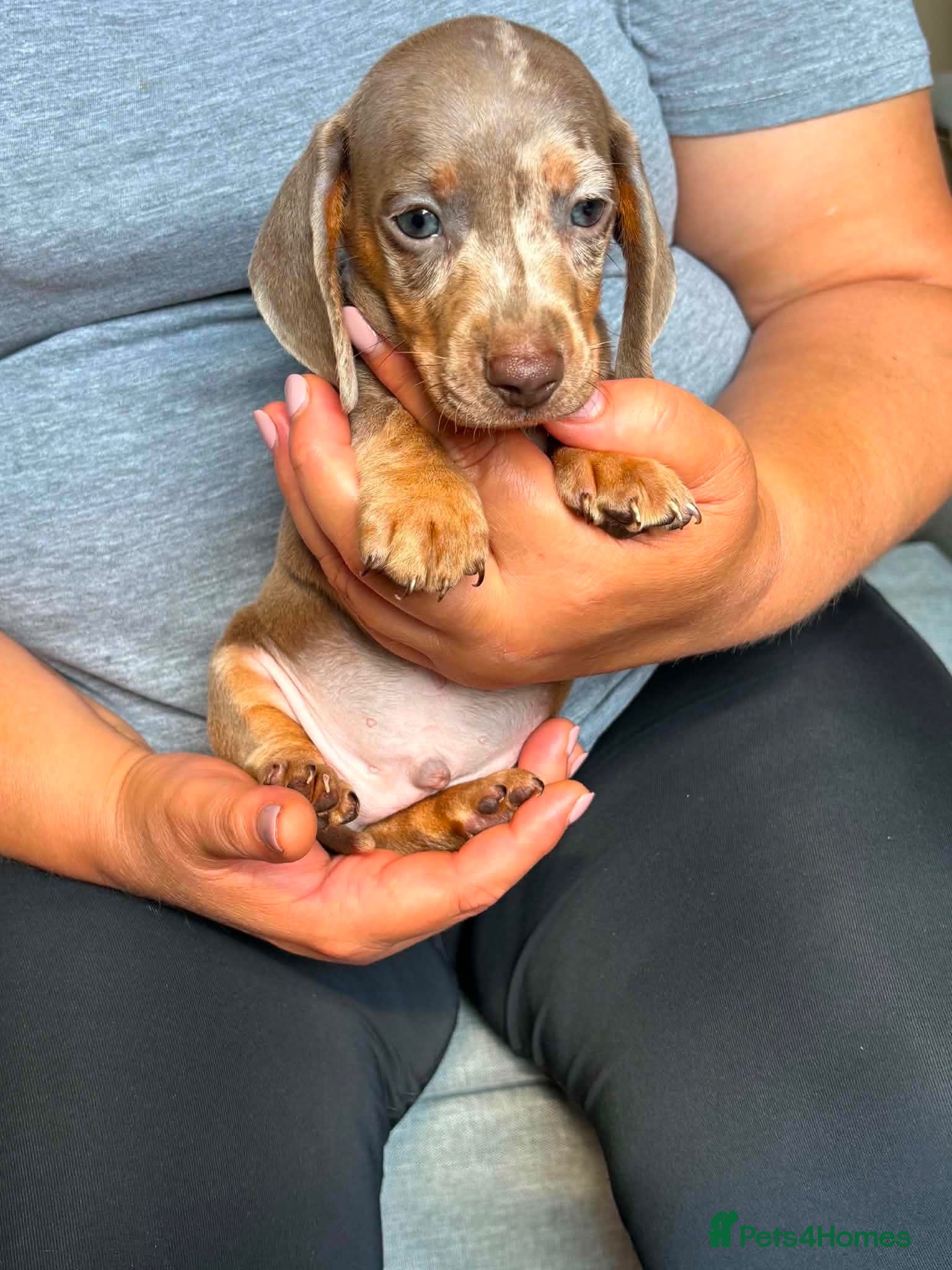Miniature Dachshund dogs Miniature dachshund puppies - Advert 1