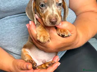 Miniature Dachshund dogs Miniature dachshund puppies - Advert 6