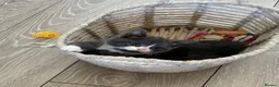 British Longhair cats for sale: 5 stunning kittens  - Advert 12