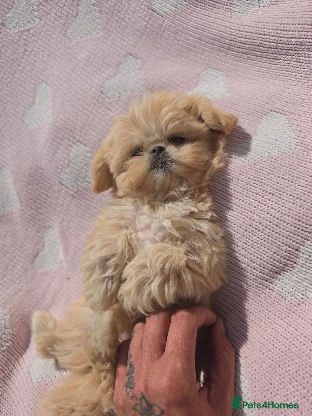 Shih Tzu dogs for sale: Shihtzu pups Beautiful colours & imperial sizes 🐾 - Advert 26